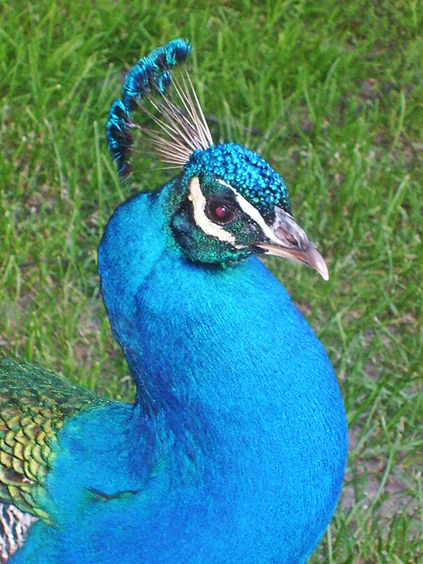 Kozlowka3