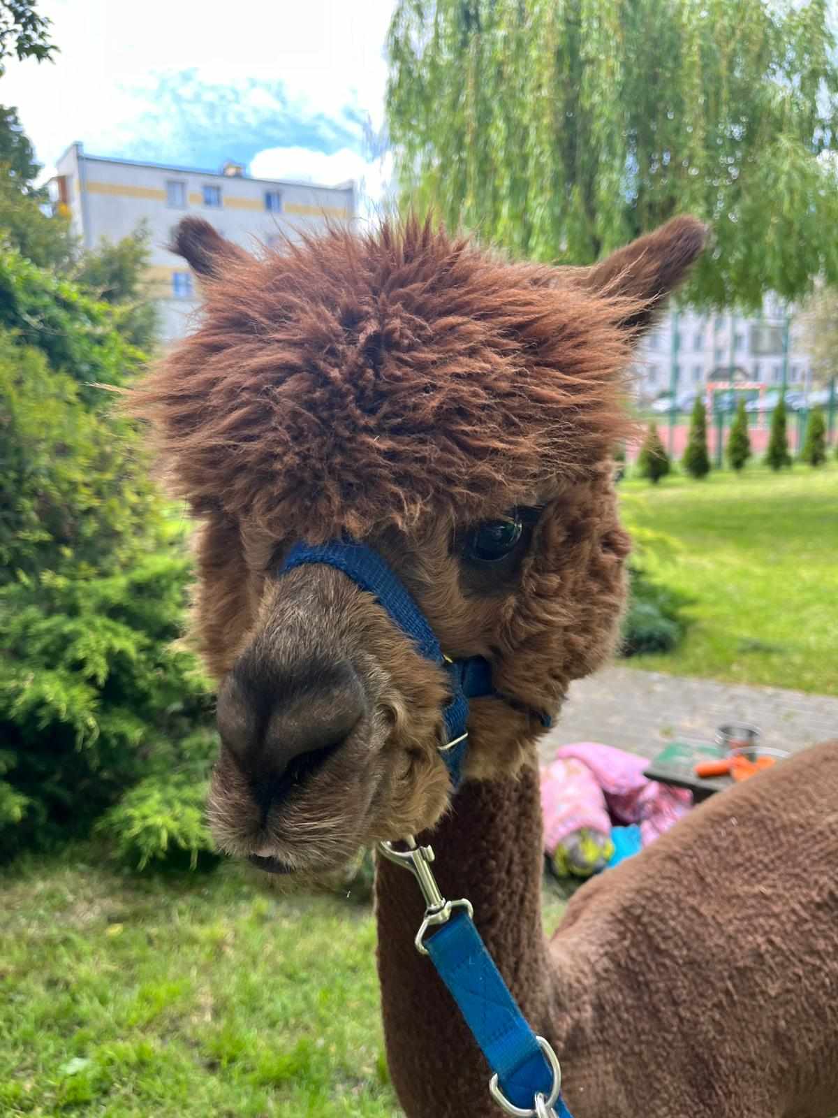 ALPAKOTERAPIA W PRZEDSZKOLU