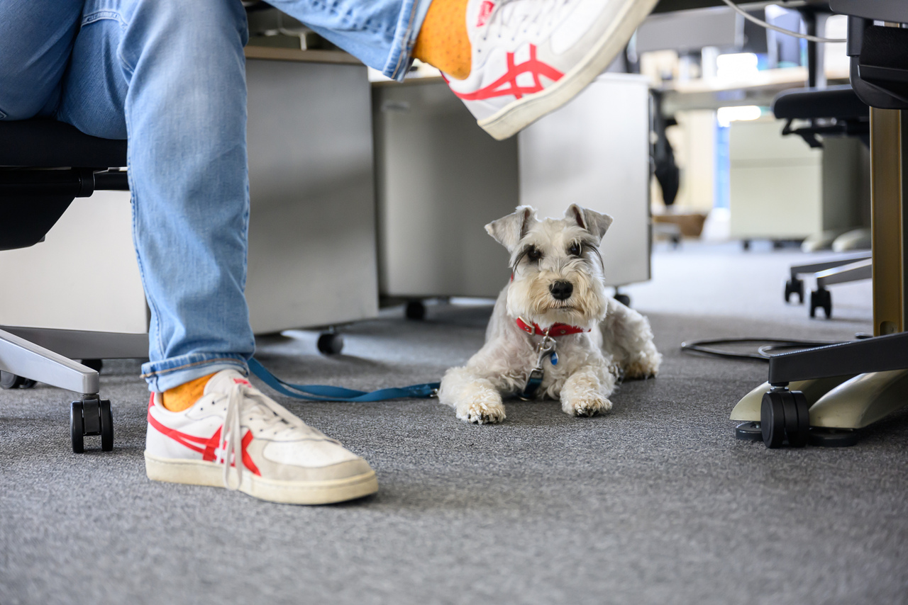 Pies w pracy – jak czworonożny przyjaciel wpływa na nasze samopoczucie?