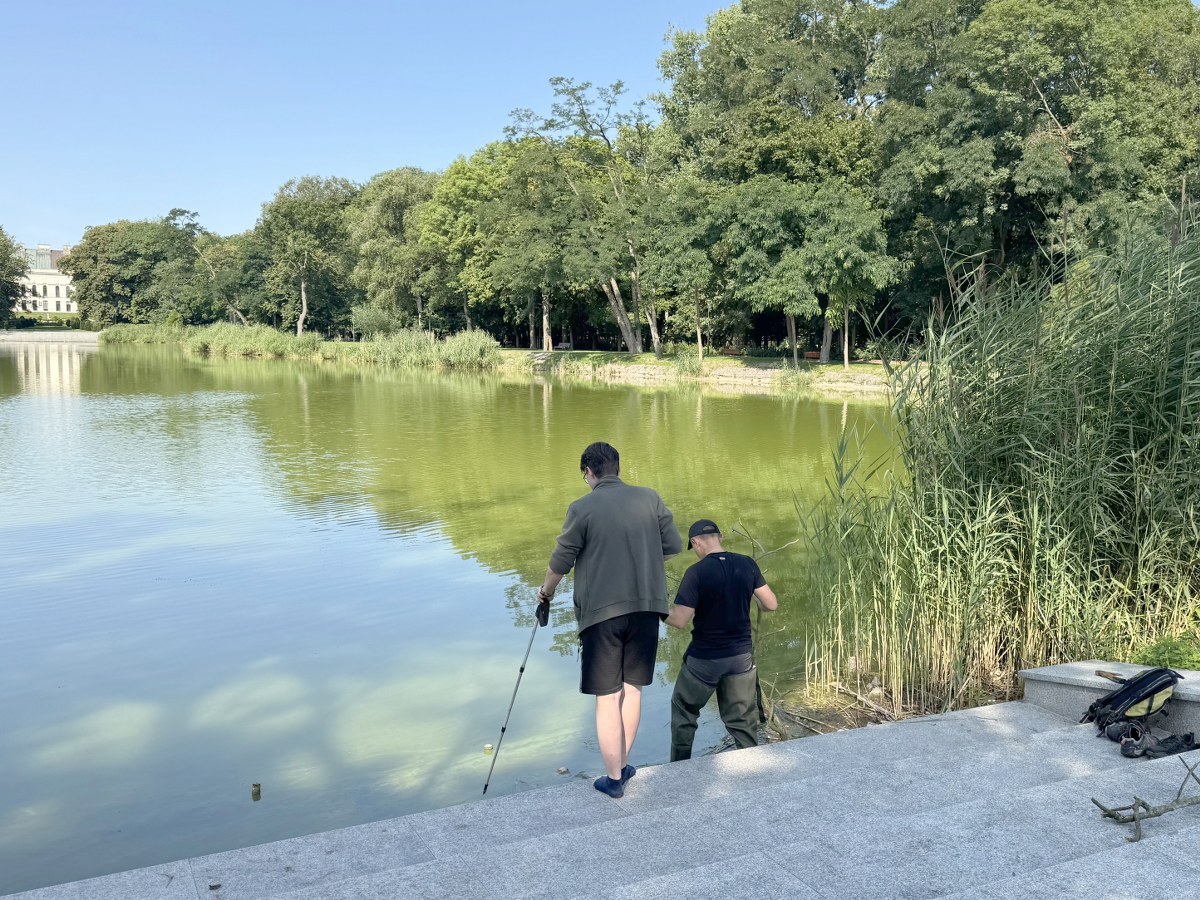 Zimorodki zamieszkały w lubartowskim parku 